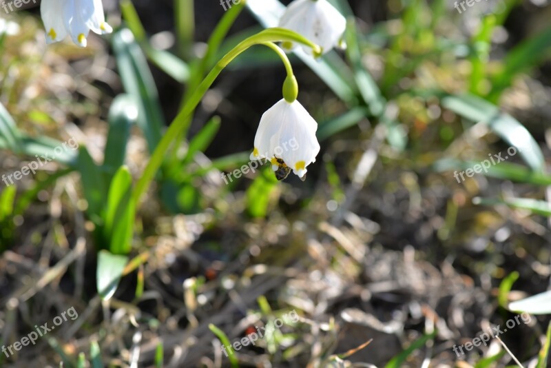 Fruehlingsknotenblume Bee Close Up Nature Spring