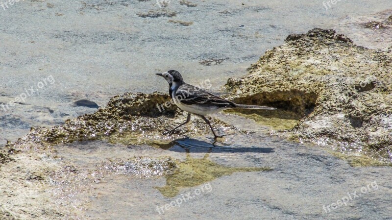 Cyprus Stint Seabird Migratory Nature