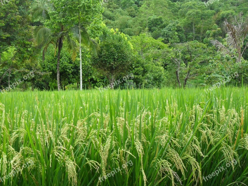 Paddy Palm Asia Java Green