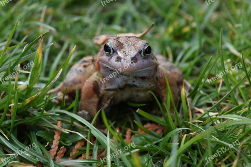 The Frog Nature Amphibian Free Photos