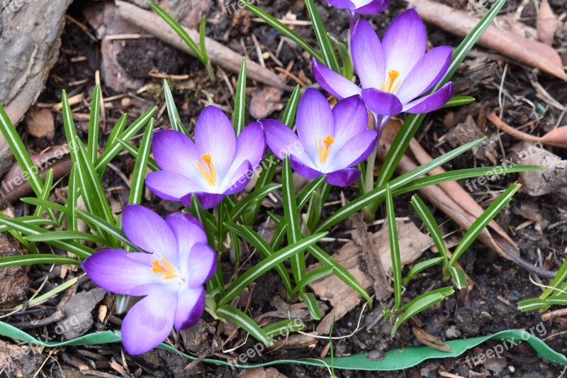 Crocus Flowers Spring Garden Free Photos