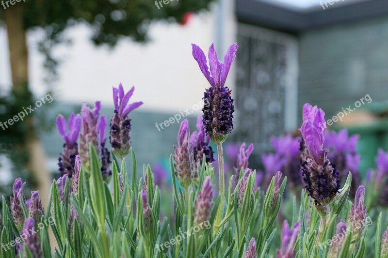 Lavender Flowers Garden Smell Violet