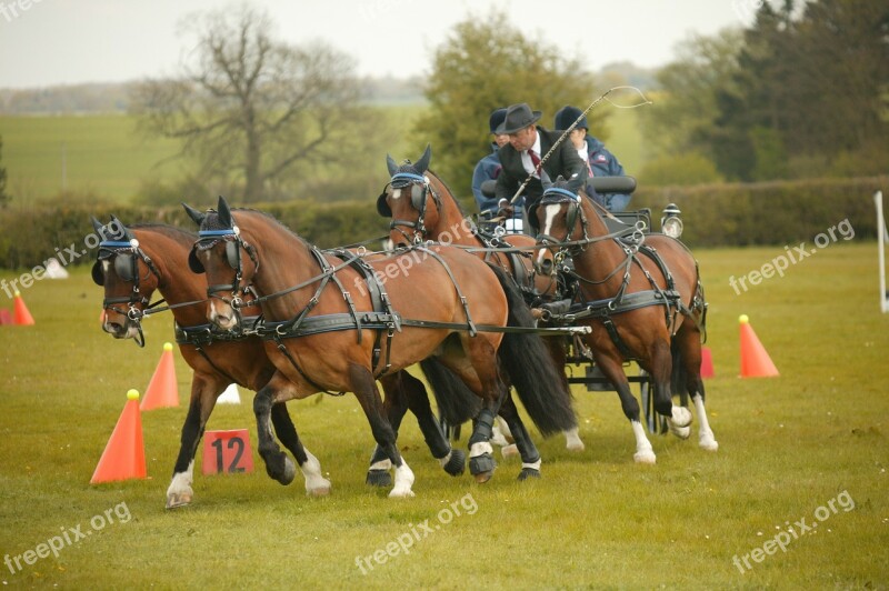 Carriage Driving Horses Carriage Driving Travel