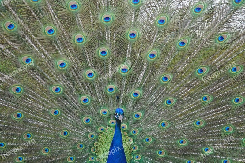 Peacock Blue Bird Peacock Feathers Pride