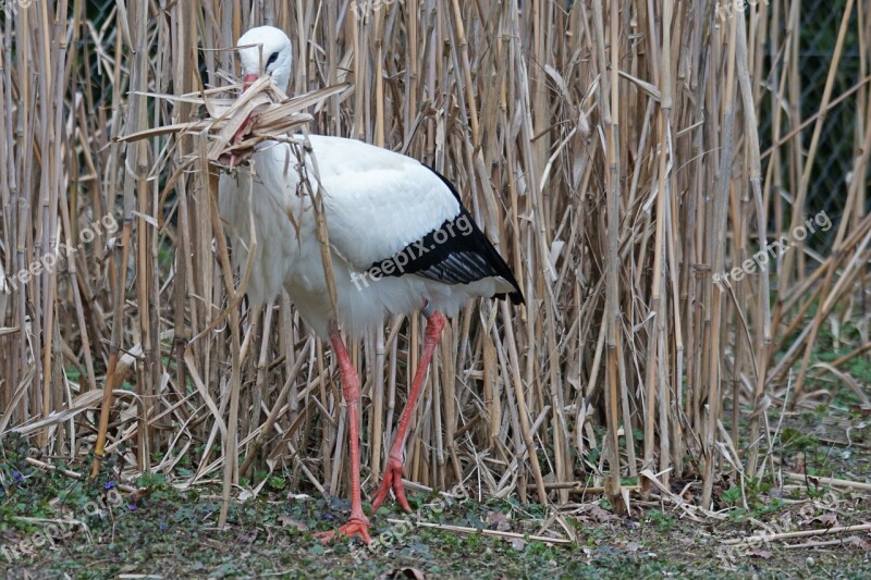 White Stork Rattle Stork Adebar Nest Building Storchennest