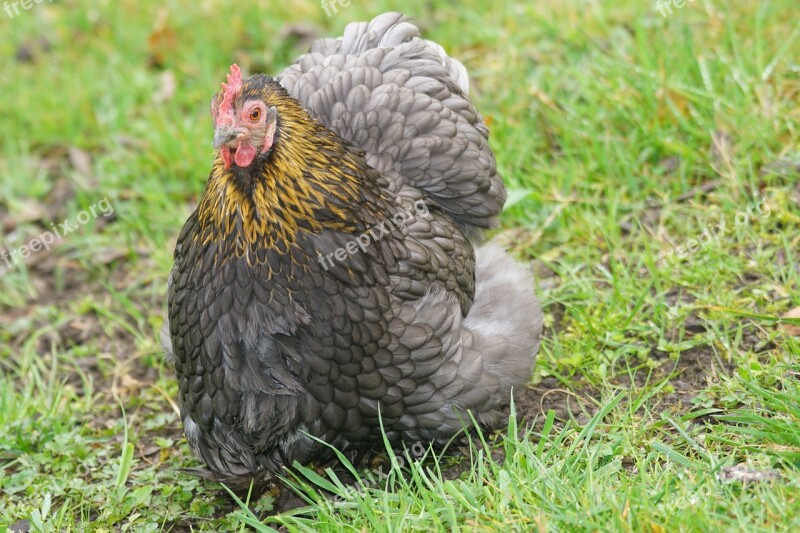 Cochin Hen Chicken Poultry Livestock