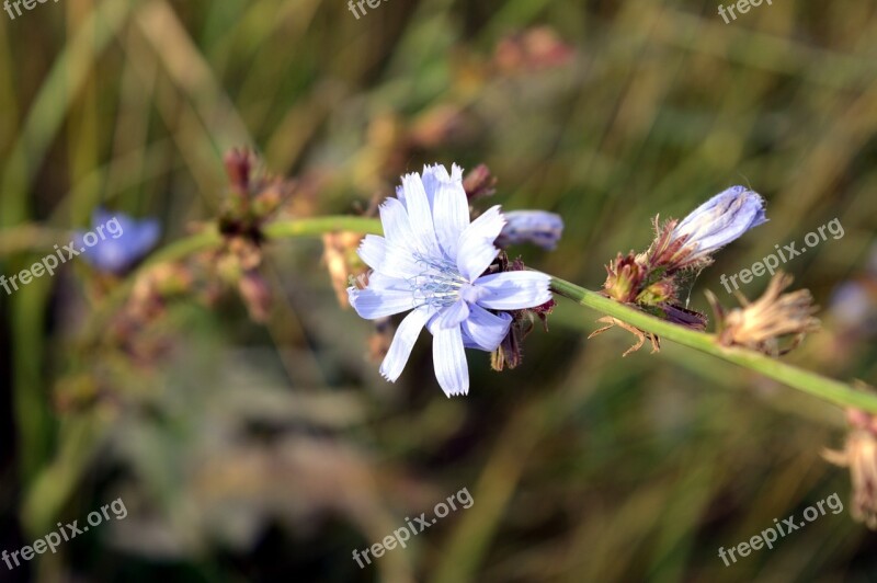 Chicory Flower Plant Flowers Flowers Of The Field