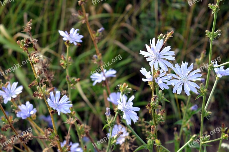 Chicory Flower Natural Medicine Flowers Flowers Of The Field