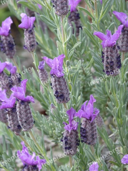 Lavender Lavandula Officinalis Aromatic Plants Lavender Flower Free Photos