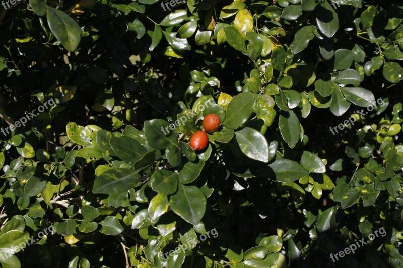 Fruit Fact Views Underbrush Foliage Free Photos