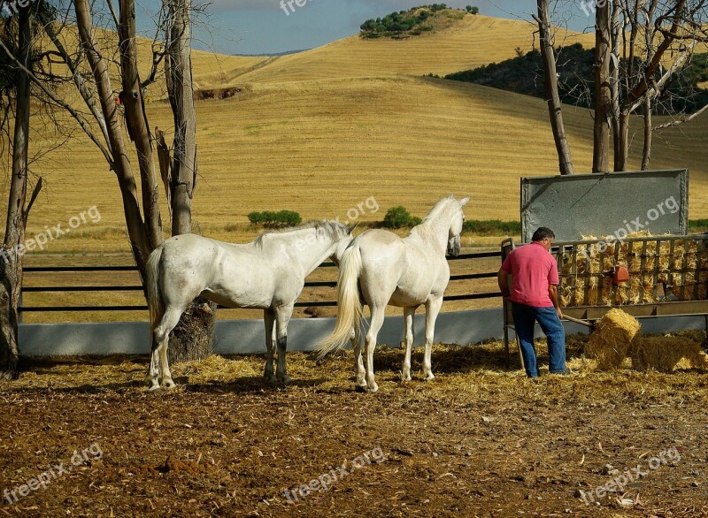 Andalusia Horses Standard Straw Manger