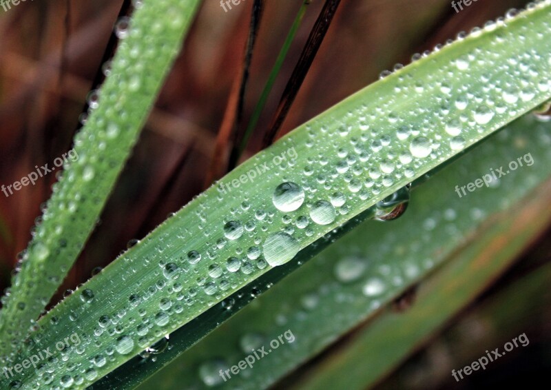 Drops Kvilda Nature Sheet Macro