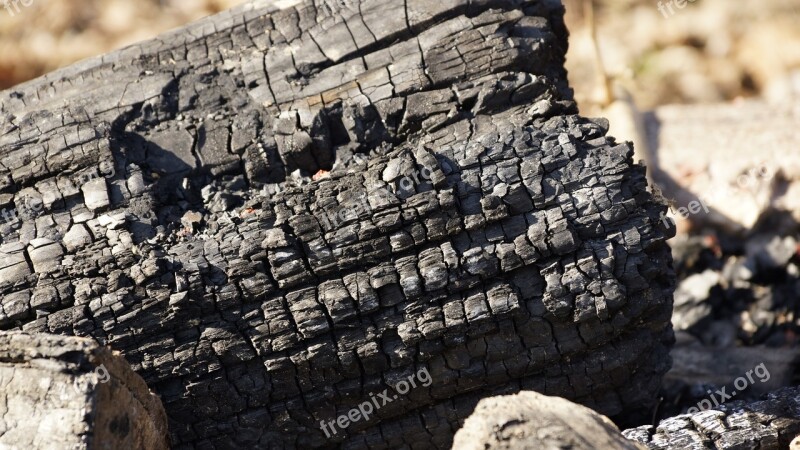 Log Wood Tree Trunk Burned