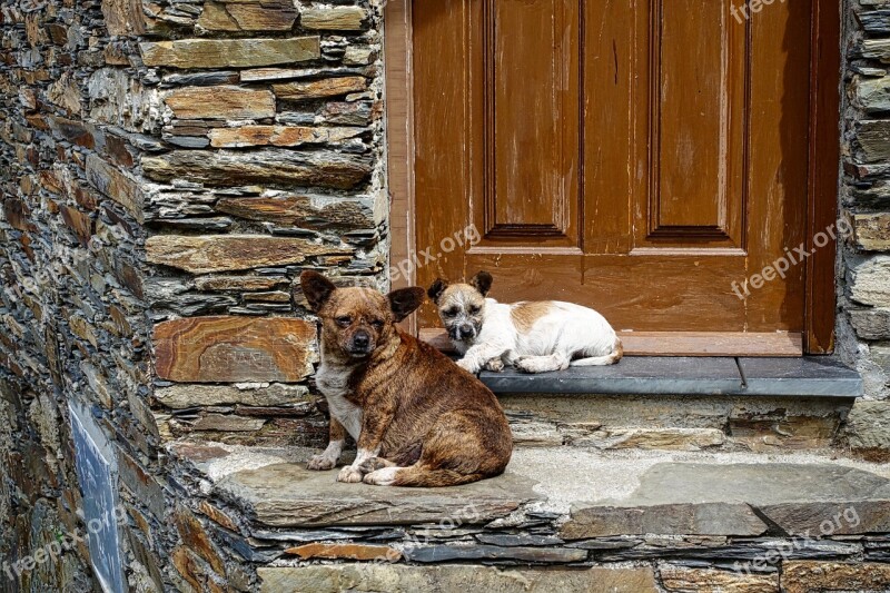 Dogs Domestic Waiting Guarding Sitting