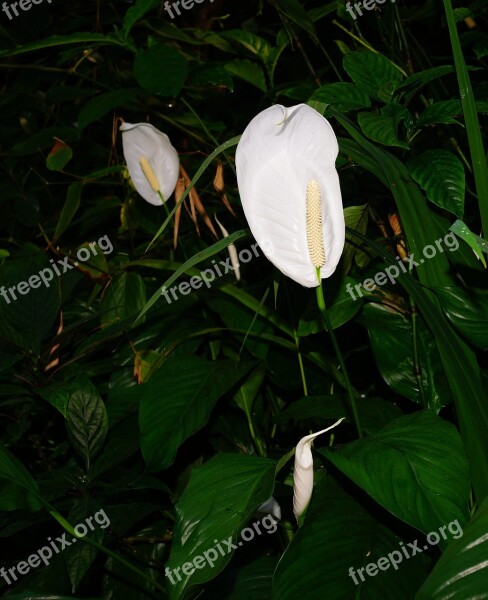 Jungle Plant Vegetation Tropical Tropics