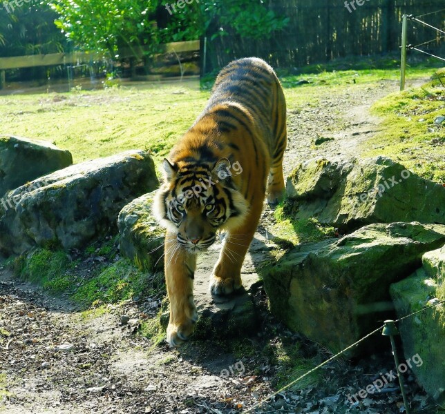 Predator Tiger Sumatran Tiger Animal World Big Cat