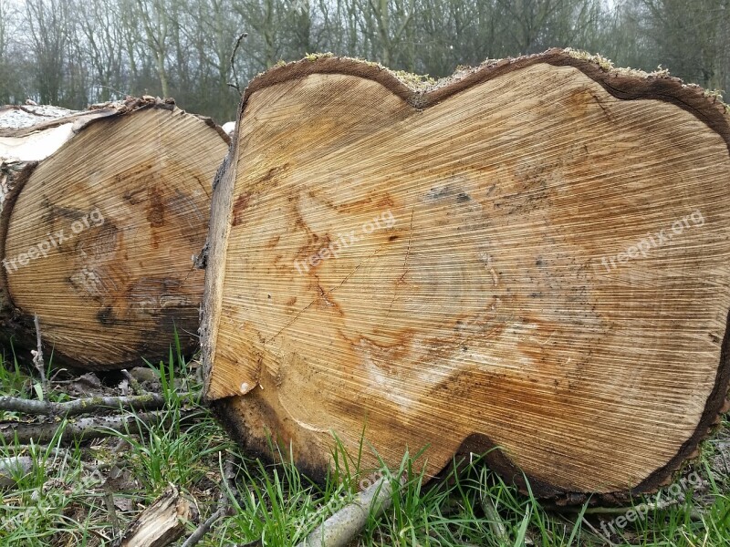 Tree Wood Trunks Tree Rings Free Photos