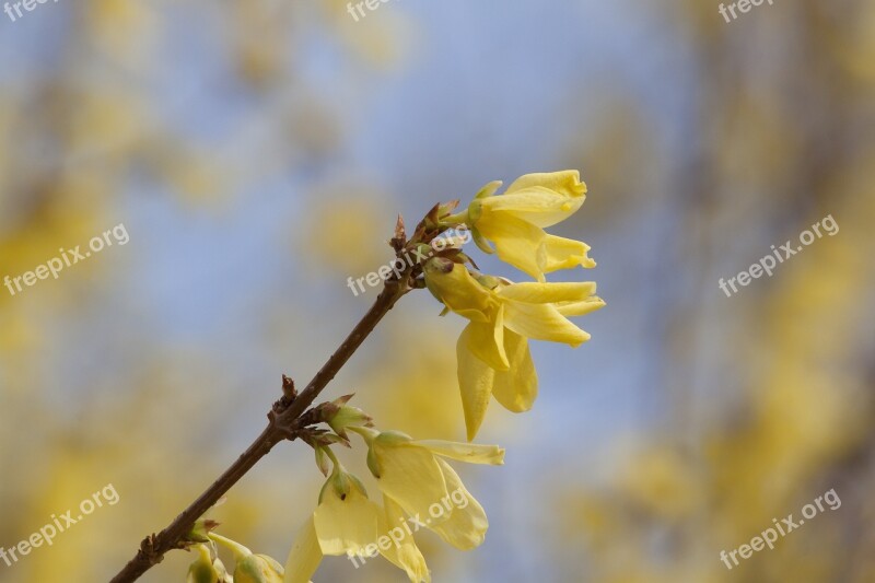 Forsythia Garden Forsythia Gold Lilac Golden Bells Blossom