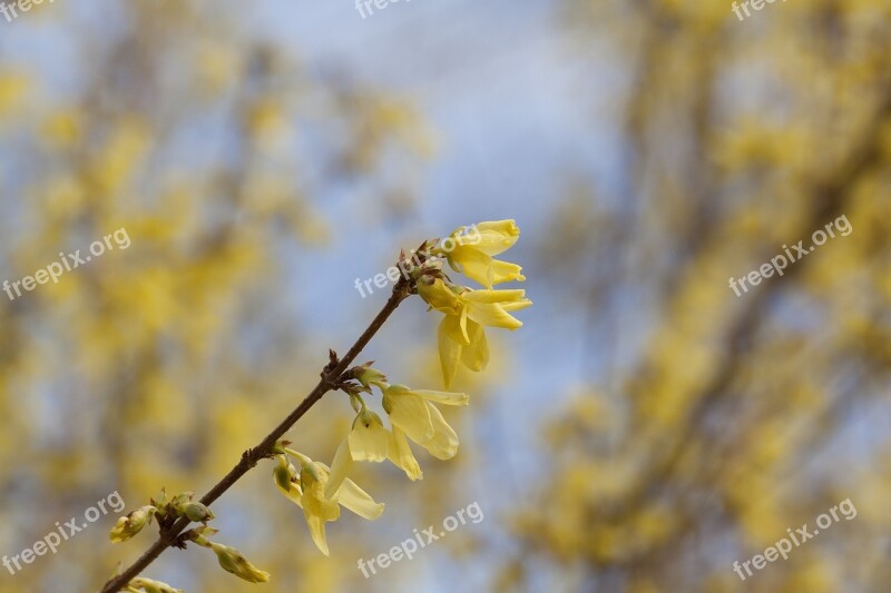 Forsythia Garden Forsythia Gold Lilac Golden Bells Blossom