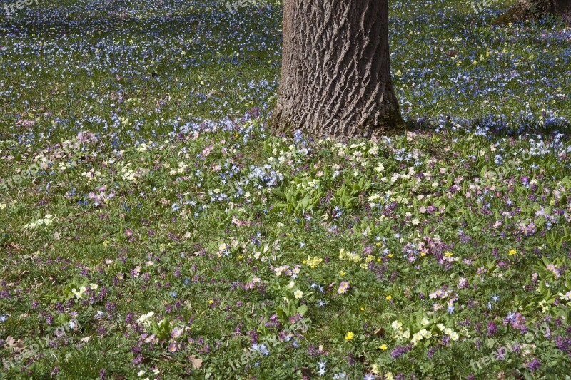 Spring Meadow Tree Park Nature Primrose