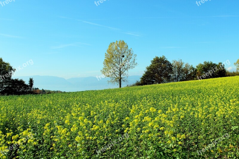 Spring Meadow Flower Meadow Landscape Free Photos