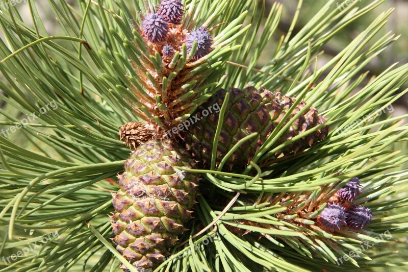 Pine Cone Pine Tree Pine Needles Free Photos