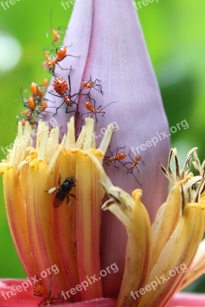 Flower Nature Plant Insects Ants