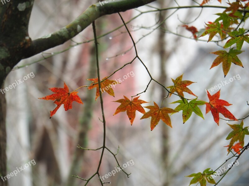 Maple Leaf Taitung Taimali Autumn Tree