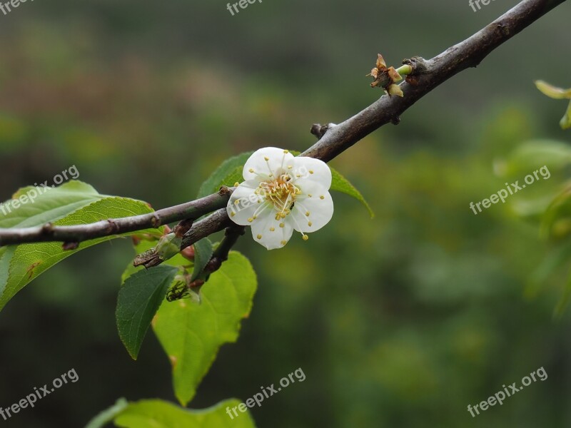 Taiwan Polaris Plum Spring Flowering