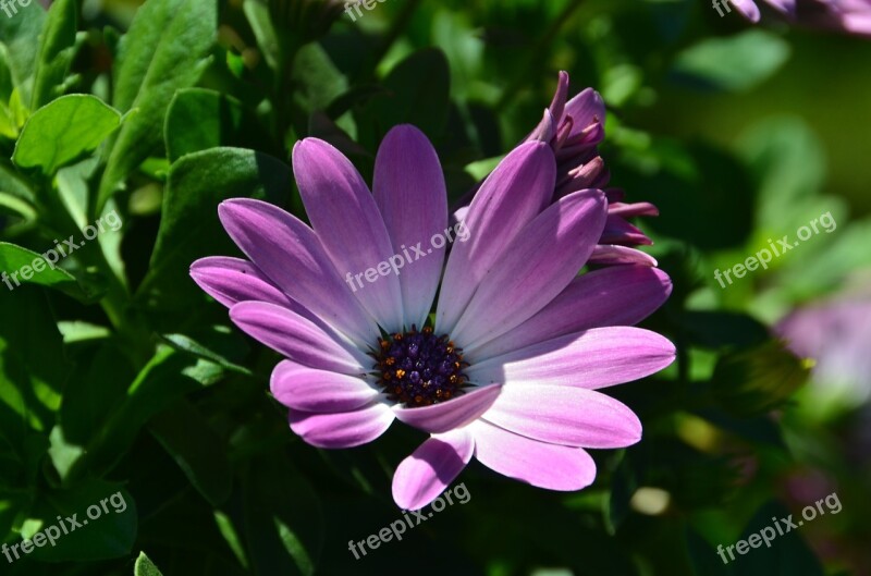 Margarita African Daisy Osteospermum Ecklonis Flower Blossom