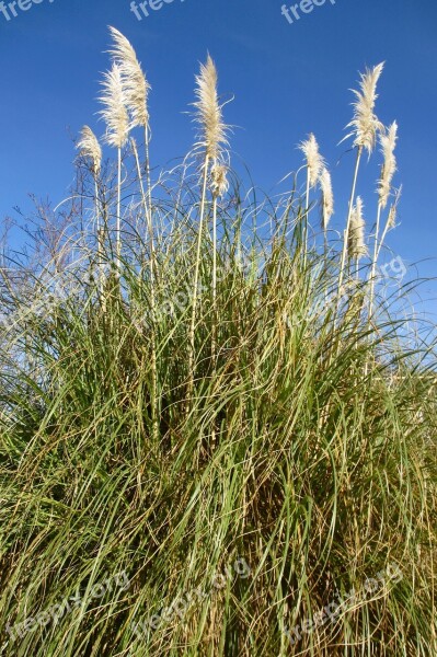 Bush Plant Outdoors Beach Blue Sky