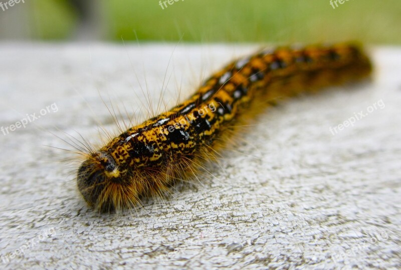 Caterpillar Fuzzy Close-up Animal Insect