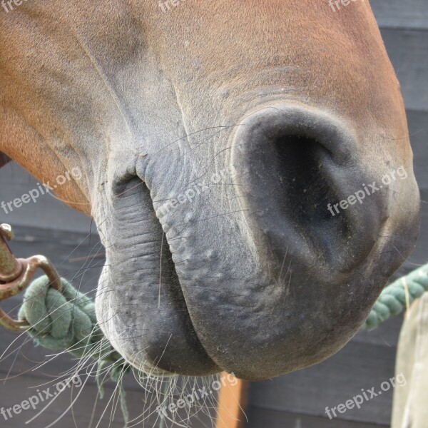 Horse Nose Equestrian Horse Free Photos