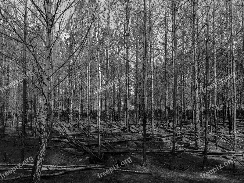 Forest Black And White Tree Burned Trees