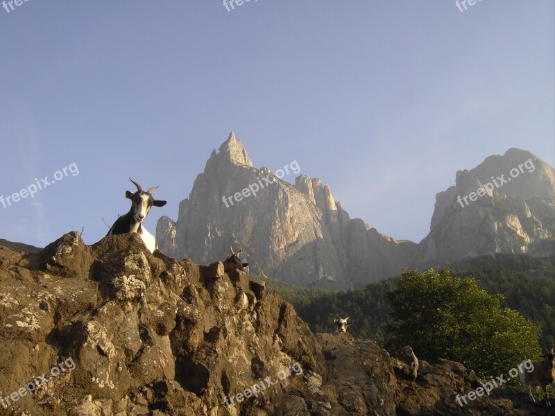 Mountain Goat South Tyrol Schlern Free Photos