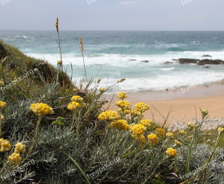 Beach Flowers Beach Sand Yellow Free Photos