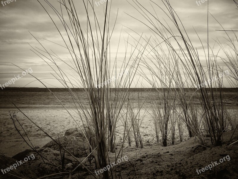 Lake View Baltic Sea Coast Ship Grass