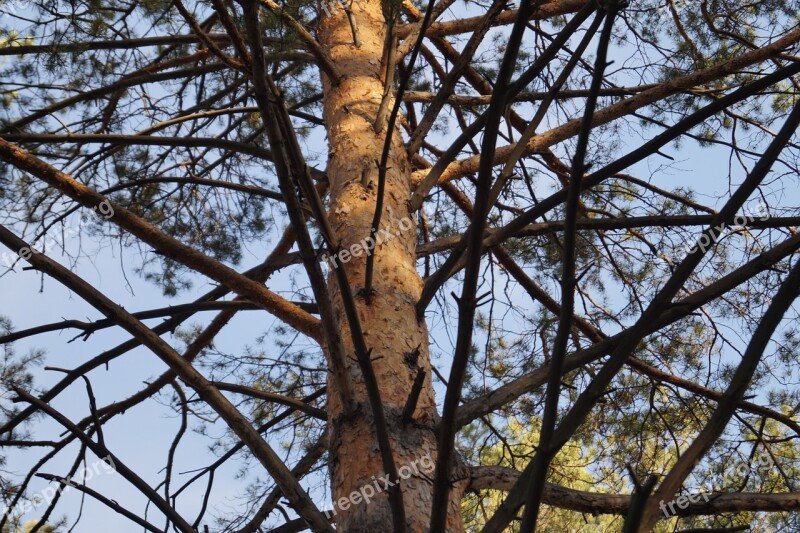 Tree Branch Pine Handsomely Free Photos