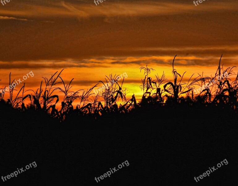 Sunset Corn Field Agriculture Free Photos