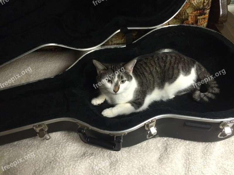 Cat Guitar Case Animal Case Guitar