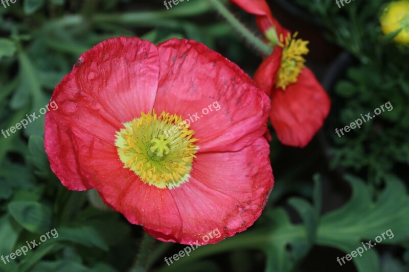 Dazzling Flowers Spring Romantic Opium Poppy Free Photos