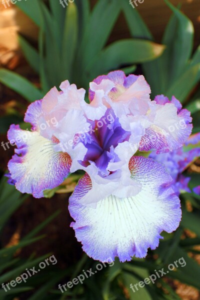 Iris Flower Bloom Plant Flora