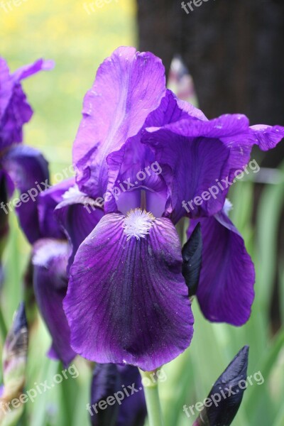 Purple Flowers Floral Garden Spring Blossom