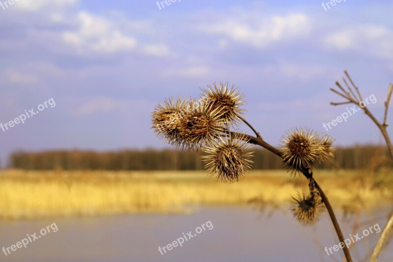 Velcro Plant Spring Seeds Nature