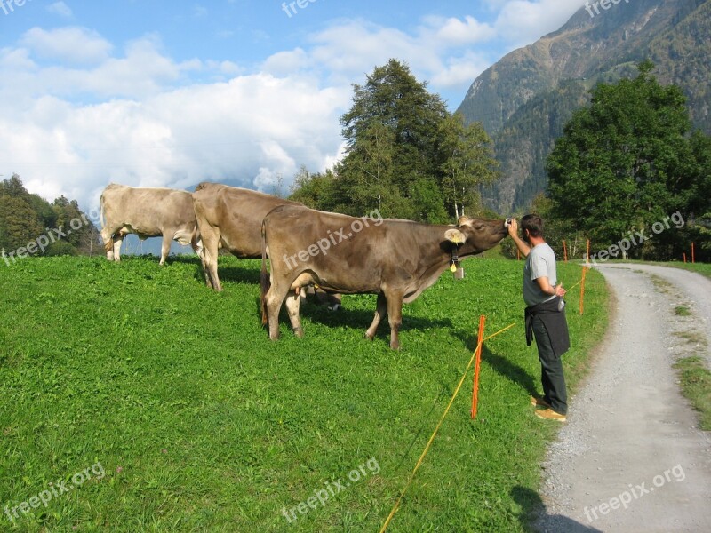 Mountains Cows Alpine Animal Lover Cattle