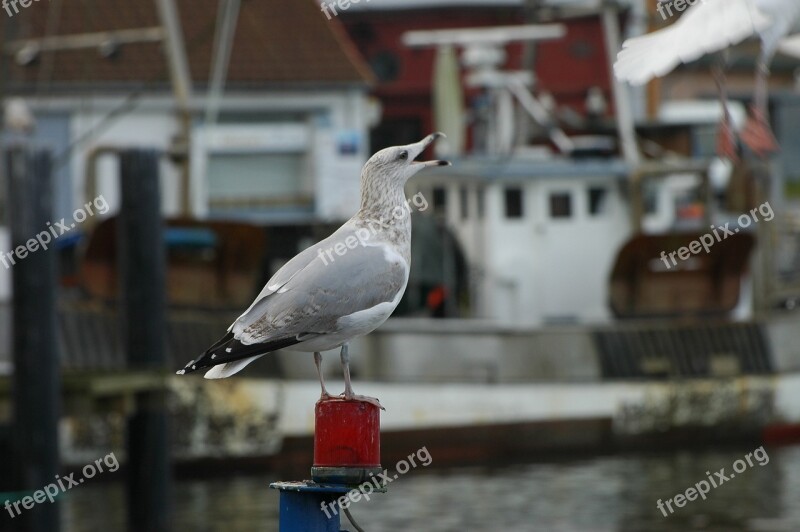 Seagull Port Baltic Sea Close Up Seevogel