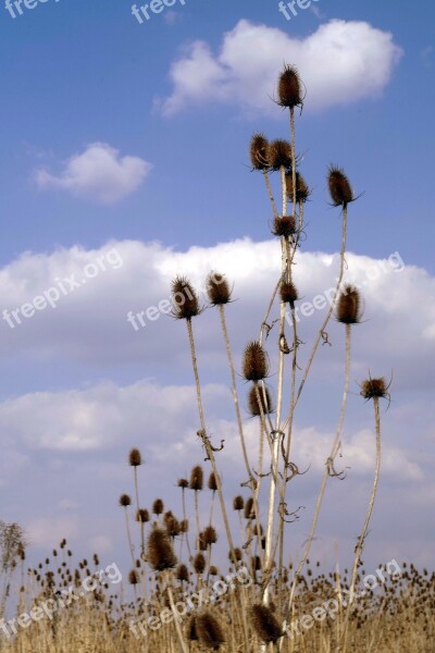 Thistles Thistle Plant Spring Seeds