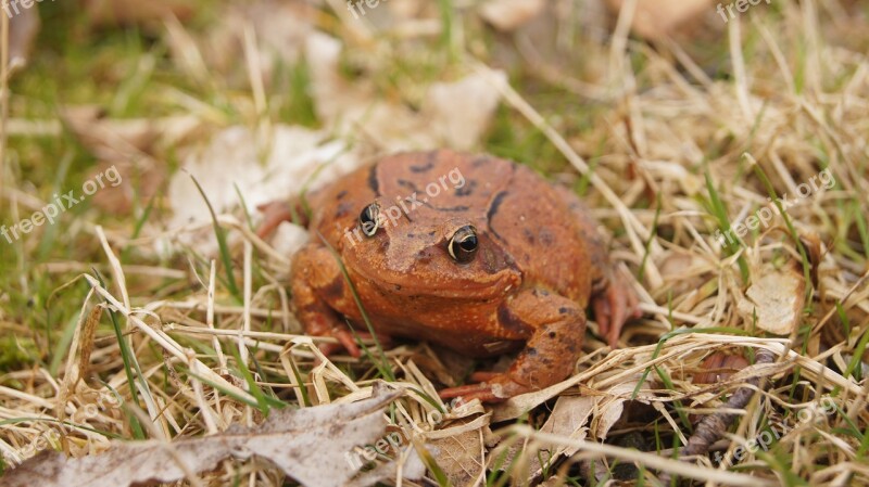 Common Frog Nature Frog Amphibians Orange