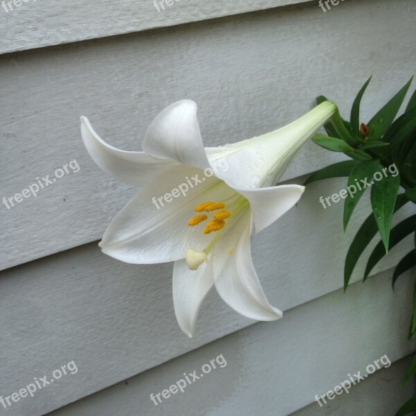 Lily Easter Lily Flower Pollen Easter