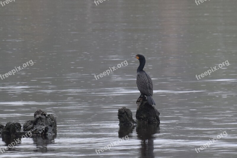 Cormorant Bird Nature Wildlife Wild